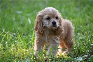 Sophia - Cocker Spaniel for sale