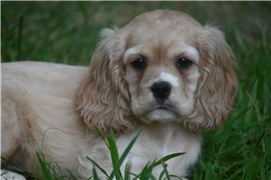 Banjo - Cocker Spaniel for sale