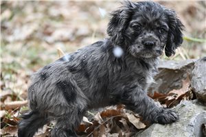 Caspien - Cocker Spaniel for sale