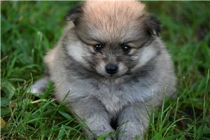 Olive - Pomeranian for sale