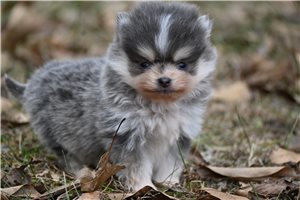 Damian - Pomeranian for sale