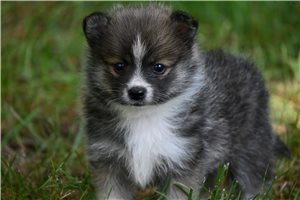Martini - puppy for sale