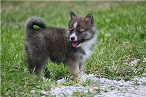 Martini - Pomeranian for sale