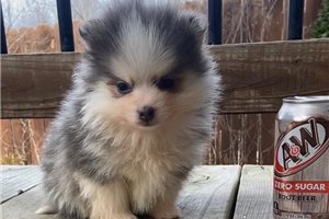Duchess - Pomeranian for sale