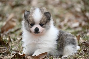 Dodge - Pomeranian for sale