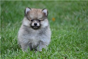 Olive - Pomeranian for sale