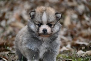 Dolores - Pomeranian for sale