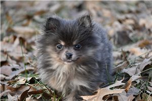 Diva - Pomeranian for sale