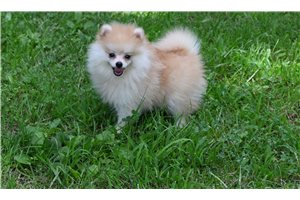Titus - Pomsky for sale