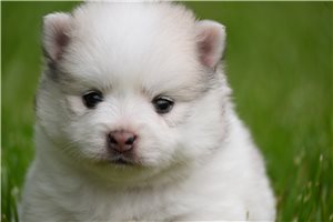 Hendrick - puppy for sale