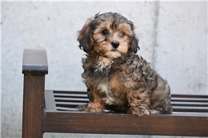 Matty - puppy for sale