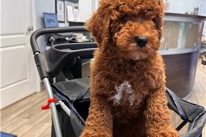 Piper - Poodle, Standard for sale
