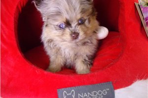 Amanda - Pomeranian for sale