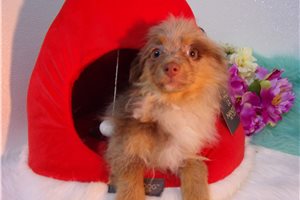 Archie - Pomeranian for sale
