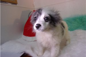 Icon - Pomeranian for sale