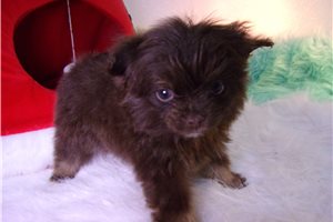 Amelia - Pomeranian for sale