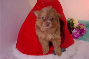 Joanna - Pomeranian for sale