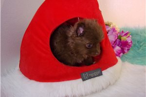 Steffi - Pomeranian for sale