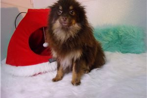 Leni - puppy for sale