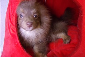 Alanna - Pomeranian for sale