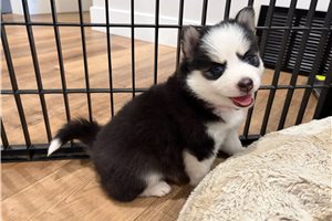 Fiona - Pomsky for sale