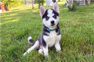Franco - Pomsky for sale