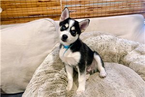 Dawson - Pomsky for sale