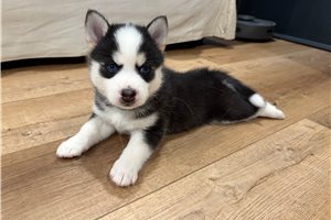 Franco - Pomsky for sale