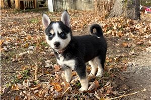 Daisy - Pomsky for sale