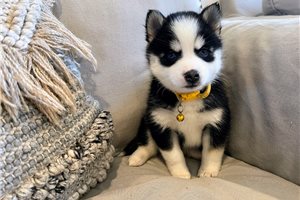 Carlie - puppy for sale