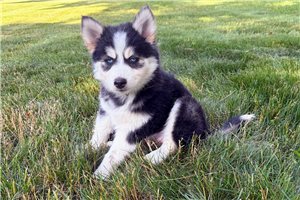 Felicia - Pomsky for sale