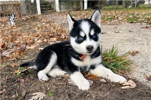 Devon - Pomsky for sale