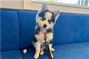 Fiona - Pomsky for sale