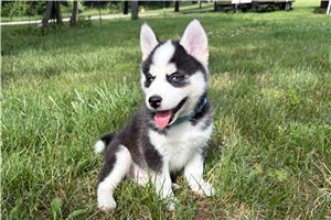 Franco - Pomsky for sale