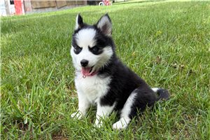 Fiona - Pomsky for sale