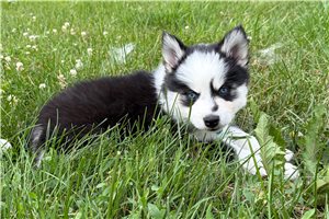 Felix - Pomsky for sale