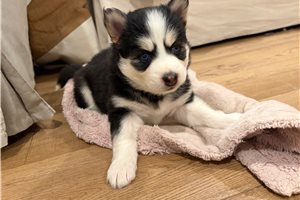 Felicia - puppy for sale