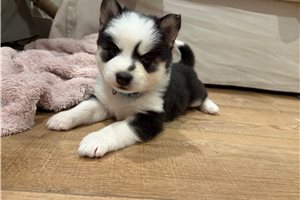Felix - Pomsky for sale