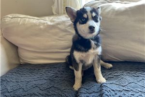 Cristal - puppy for sale