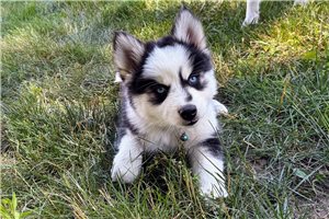 Felix - Pomsky for sale