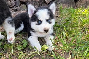 Fiona - Pomsky for sale