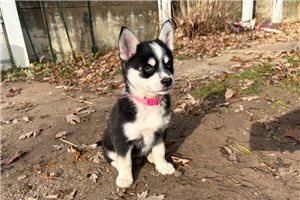 Della - Pomsky for sale
