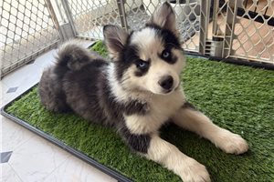 Diana - Pomsky for sale