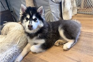 Evan - Pomsky for sale