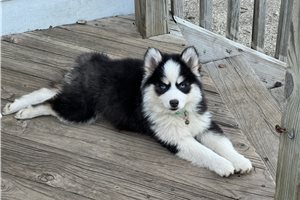 Cynthia - puppy for sale