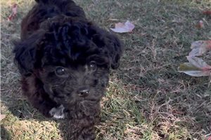 Bristol - puppy for sale