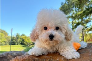 Theo - Bich-Poo for sale