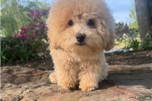 Kingston - Bich-Poo - Bichpoo for sale