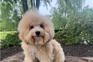 Kingston - Bich-Poo - Bichpoo for sale