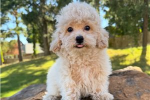 Thaddeus - Bich-Poo for sale